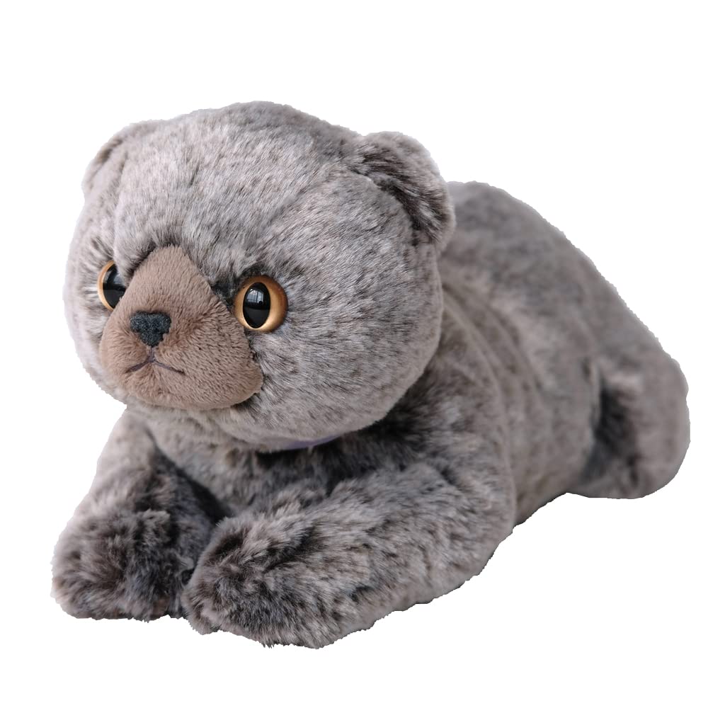 SunLemon LapCat ScotFold GyP-8342